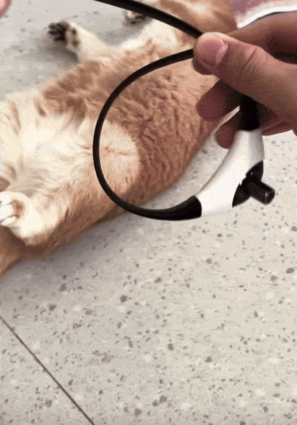 SmartPaws™- Le jouet préféré des chats d’intérieur