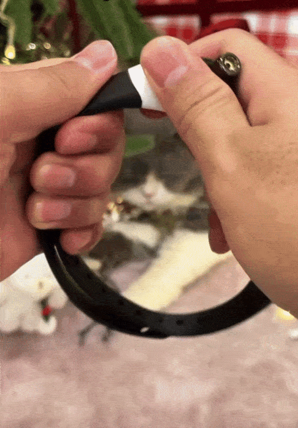 SmartPaws™- Le jouet préféré des chats d’intérieur